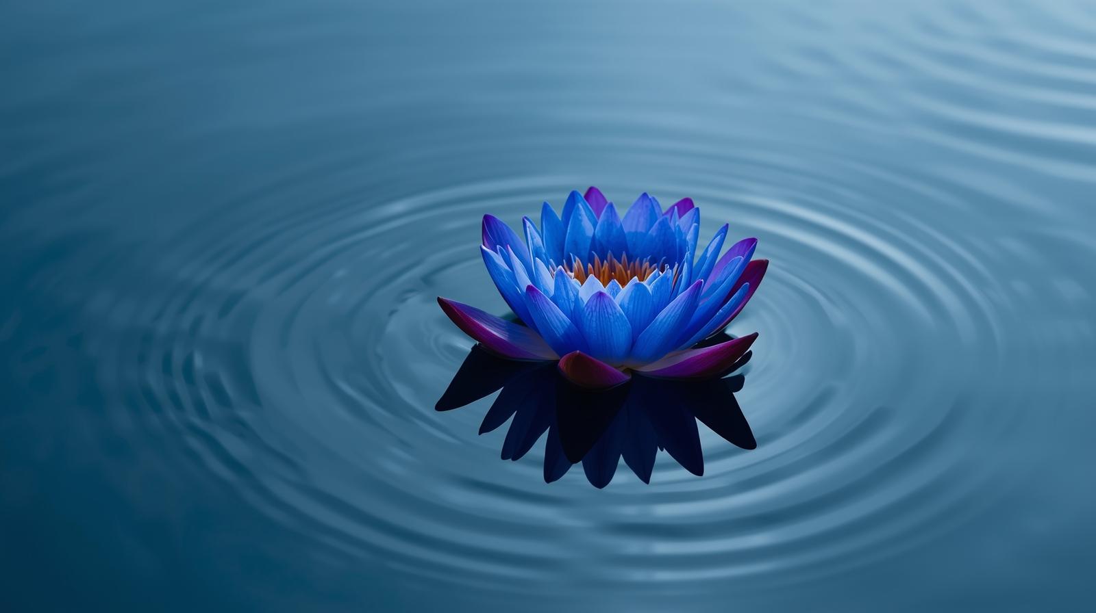 Blue lotus on the water